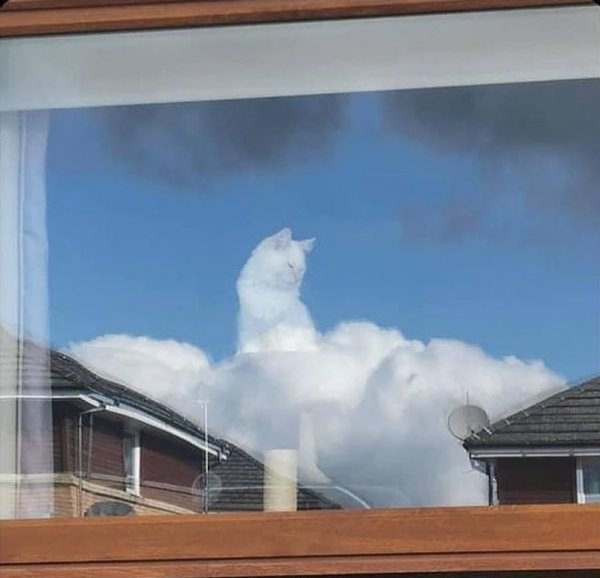 Фотографировал кота, смотрящего в окно, а получилось нечто божественное