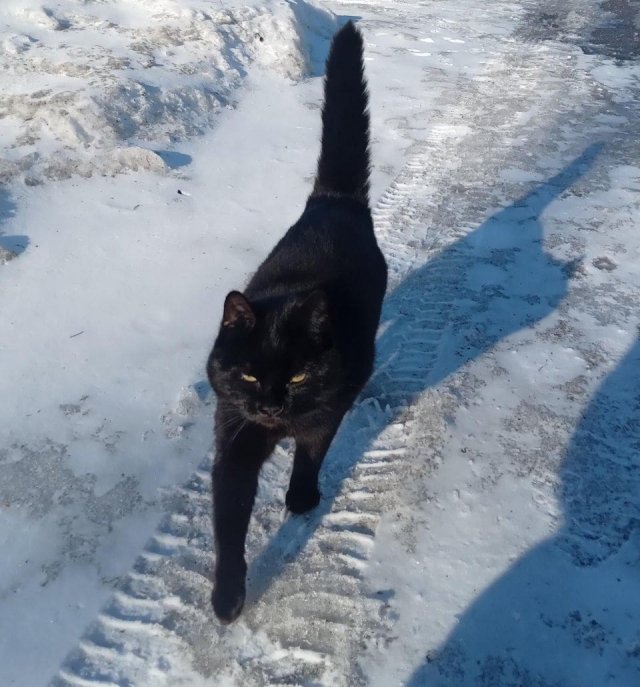 Черные коты, доказывающие, что ничего страшного с вами не будет, если они перейдут вам дорогу