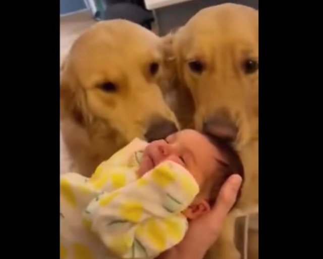 Реакция больших собак на маленького ребенка