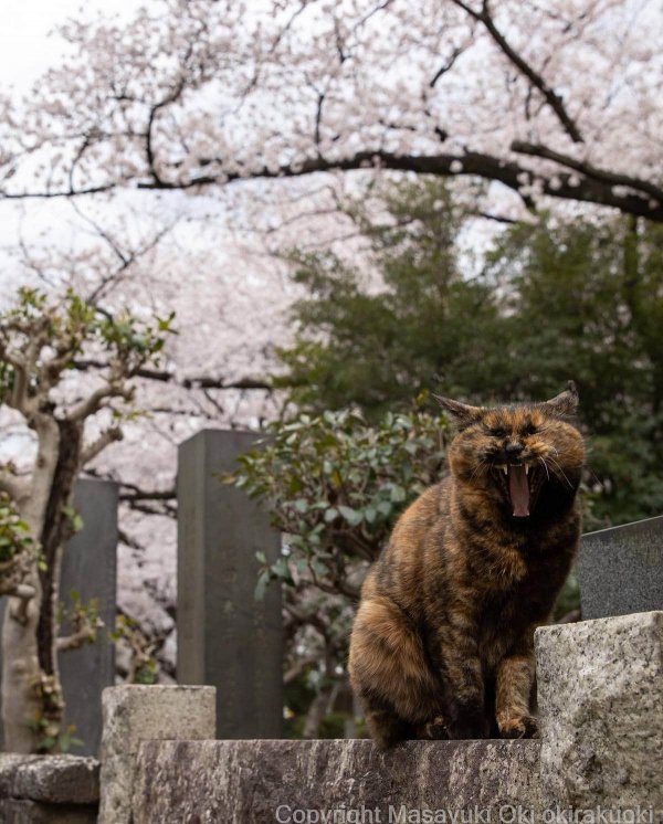 Кошачий мир глазами японского фотографа Масаюки Оки
