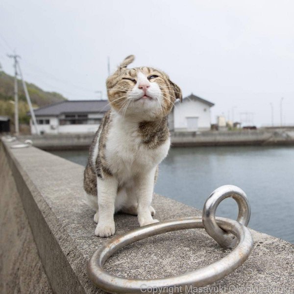 Кошачий мир глазами японского фотографа Масаюки Оки