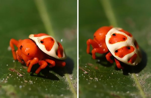 Необыкновенный оранжевый черепаховый паук