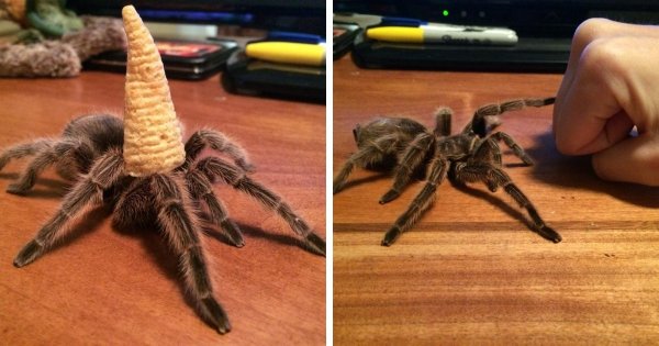 Великолепный паук Магнус и его волшебная шляпа