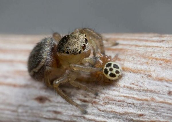 Самка павлиньего паука и её детеныш обнимаются