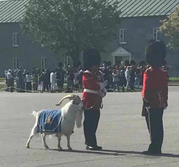 В Квебеке козы ходят на парад