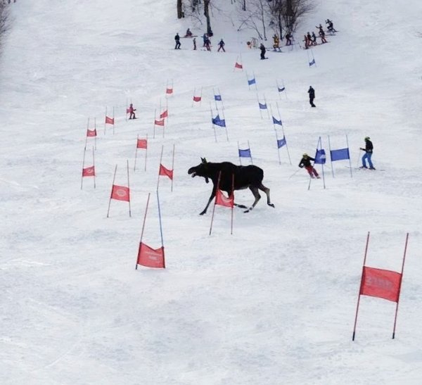 Здесь даже лоси участвуют в лыжных гонках