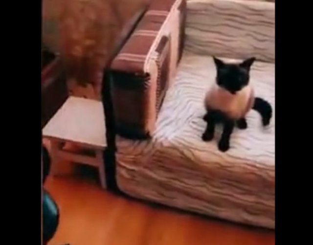 Злой кот защищает комнату и компьютер