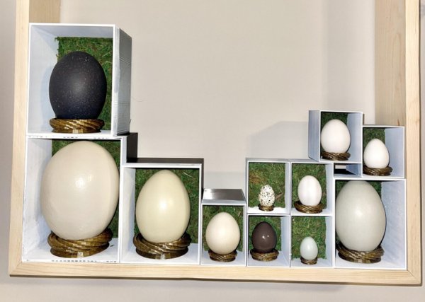 «Я собираю яйца разных птиц»