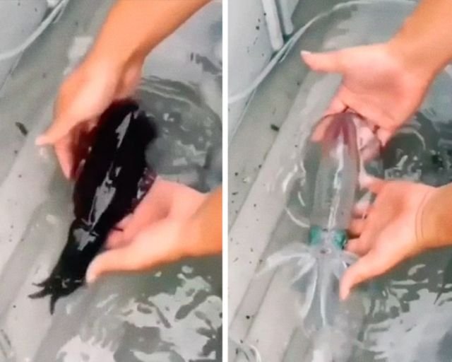 Это стеклянный кальмар — и он же через секунду после того, как его вытащили из воды