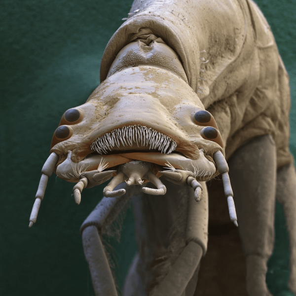 Личинка жука-плавунца