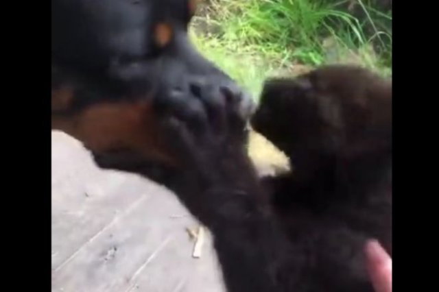 Черная пантера, которая выросла вместе с собакой