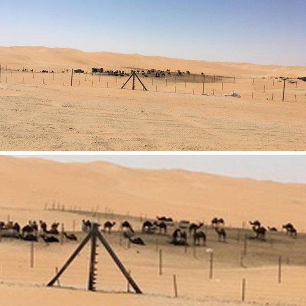 А так живут коренные жители. Они разводят верблюдов, и государство им всячески помогает: подвозят воду, траву