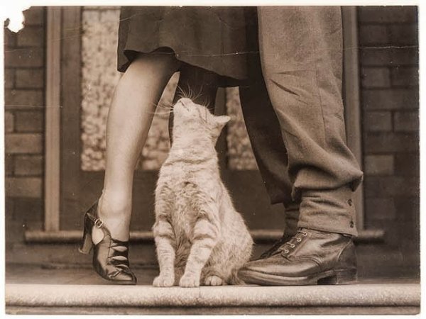 Кот Бобби на снимке «Солдатское прощание» австралийского фотографа Сэма Худа, 1940 год