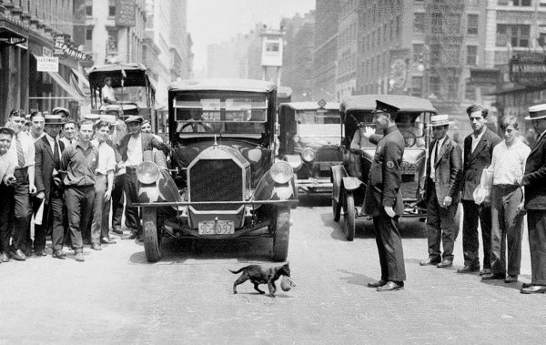 Нью-Йоркский полицейский останавливает движение, чтобы мать-кошка перенесла своего котёнка через улицу, 1925 год