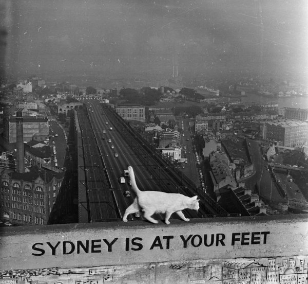Джордж, белый кот, живущий на вершине одной из опор Сиднейского моста Харбор-Бридж, 1957 год