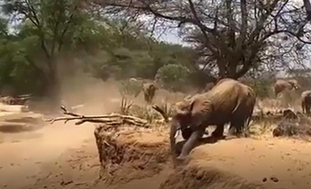 Как слоны преодолевают препятствия, если не умеют прыгать