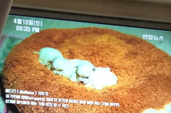В корейских поездах транслируют «исцеляющие передачи», в которых в течение 5 минут просто показывают новорожденных щенков