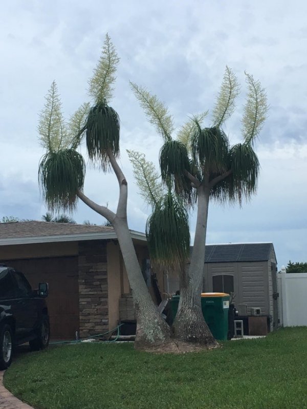 Что это за дерево? Найдено во Флориде