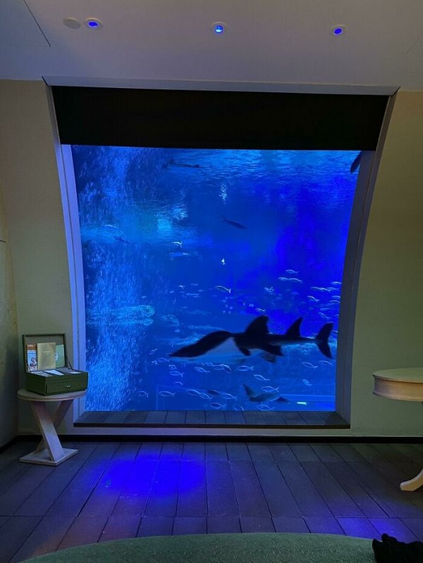 Наш номер расположен внутри гигантского аквариума с акулами и скатами!