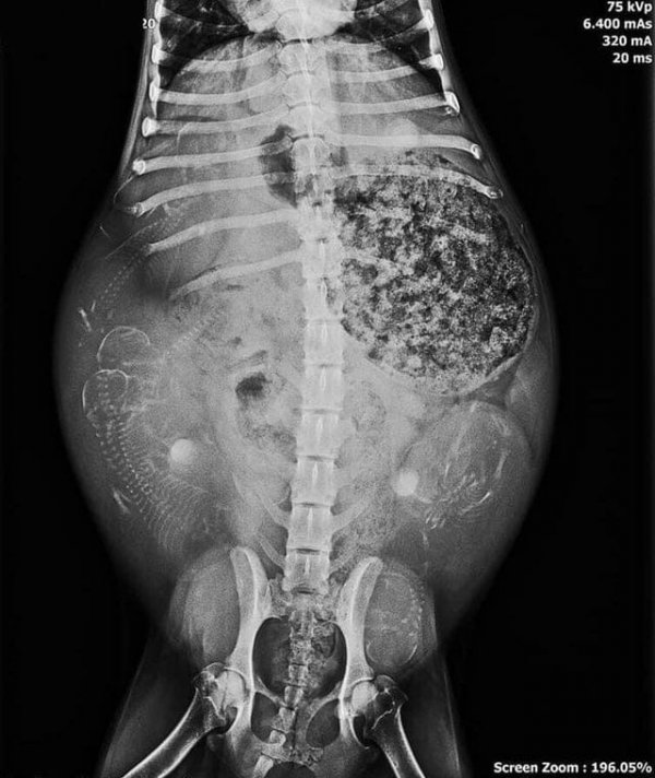 Рентген беременной собаки