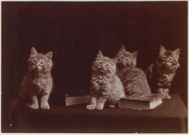 Любимцы интернета были всеобщими любимцами и до появления интернета. Канадские котики, 1902 год.