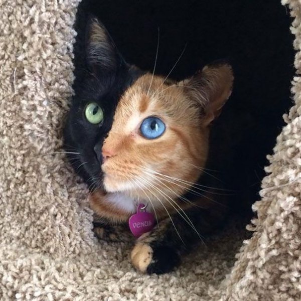 Этого кота как будто сконструировали из двух разных котиков