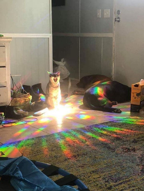 Кот готов к магической атаке!