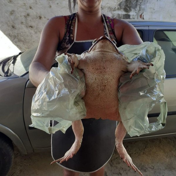 Вы только посмотрите, какие гигантские лягушки водятся в Бразилии