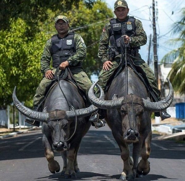 Бразильские полицейские патрулируют улицы на буйволах
