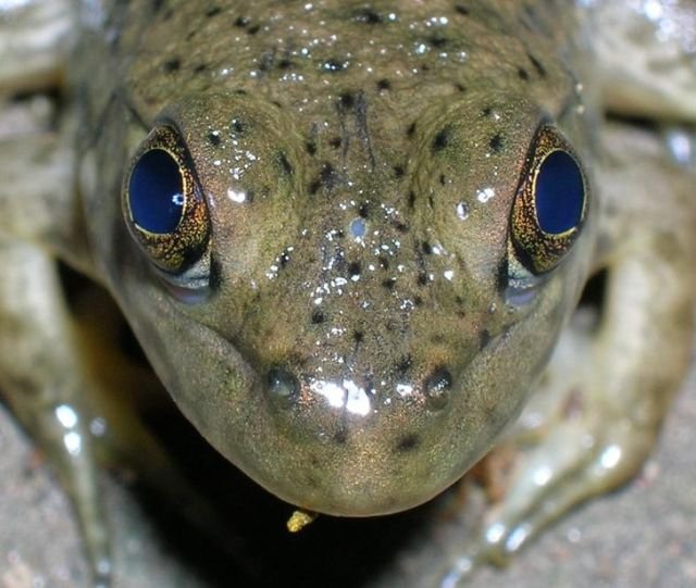 У лягушки есть третий глаз в верхней части головы. Однако его главная функция — не зрение, а помощь в терморегуляции организма