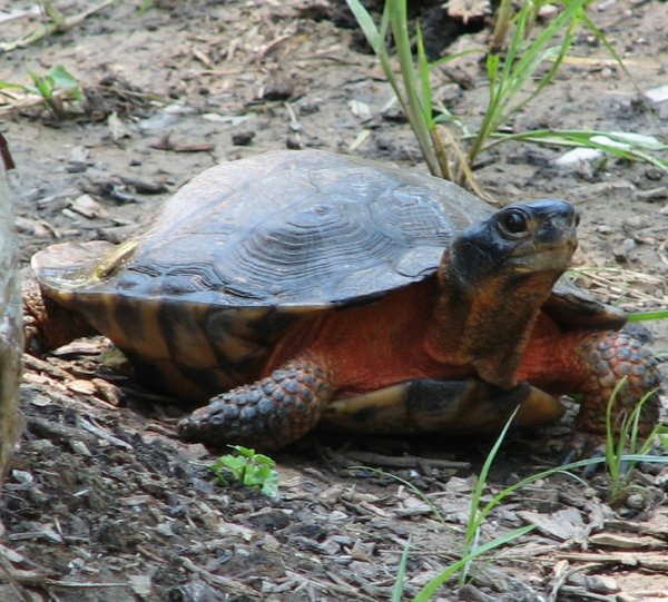 Лесные черепахи — истинные хитрецы. Они топают лапами по земле, чтобы сымитировать дождь. Тем самым выманивают червей из-под земли