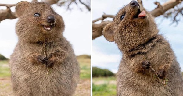 Квокка - улыбчивый зверек из Австралии, которого можно назвать самым позитивным животным в мире