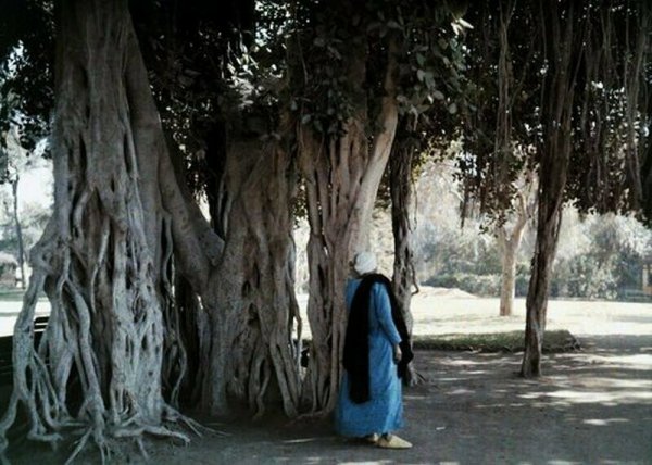 Фиговые деревья в одном из парков Каира