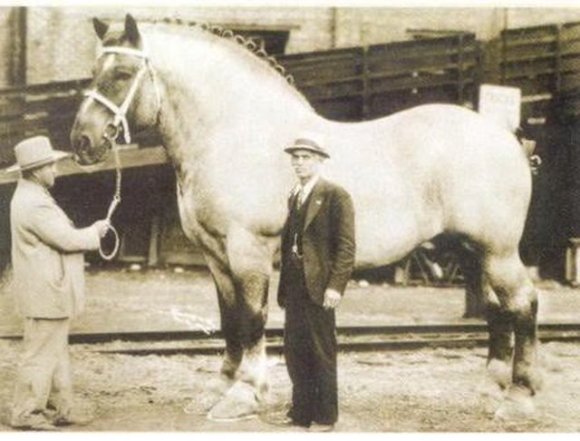 Самый большой конь в мире (1928 год). Его рост в холке – 2 метра 20 сантиметров, вес – 1,52 тонны.
