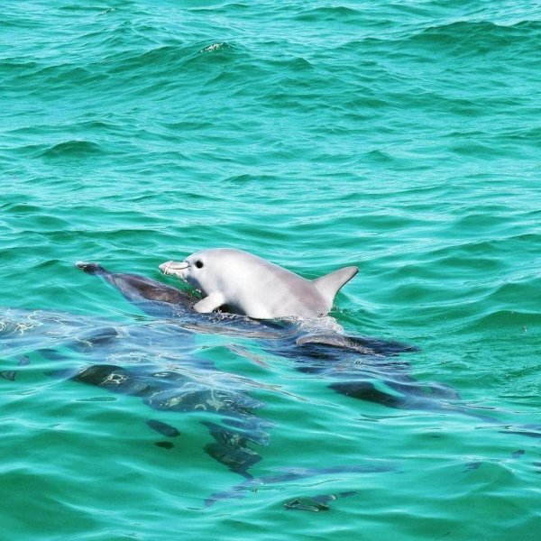 Детёныш дельфина катается сверху на родителях