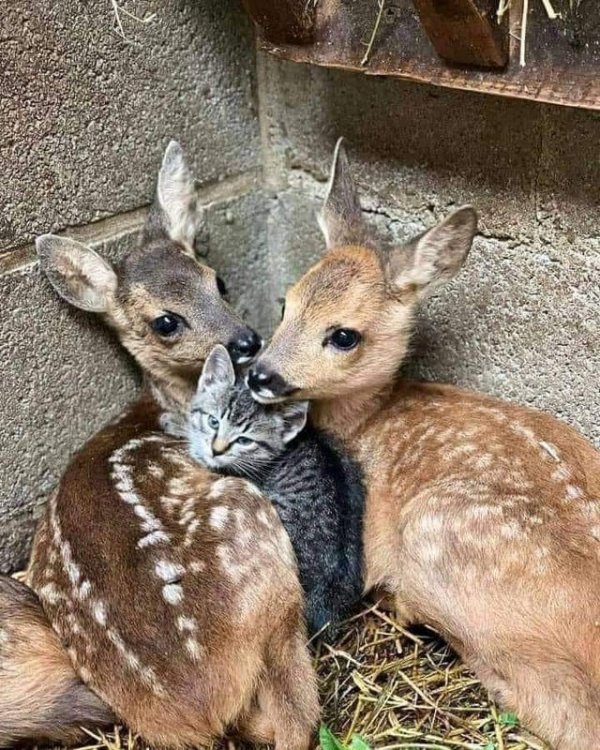 Детёныши оленей отдыхают вместе со своим другом