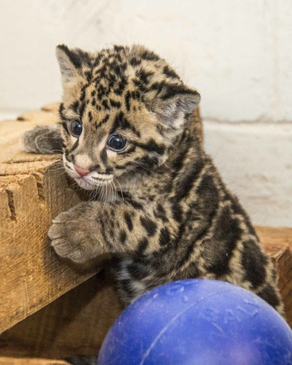 Этот малыш леопарда явно чем-то удивлён