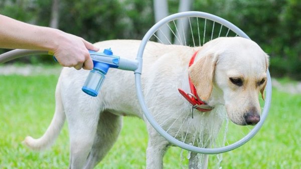 Удобная лейка, которая позволит помыть собаку без лишнего стресса для неё