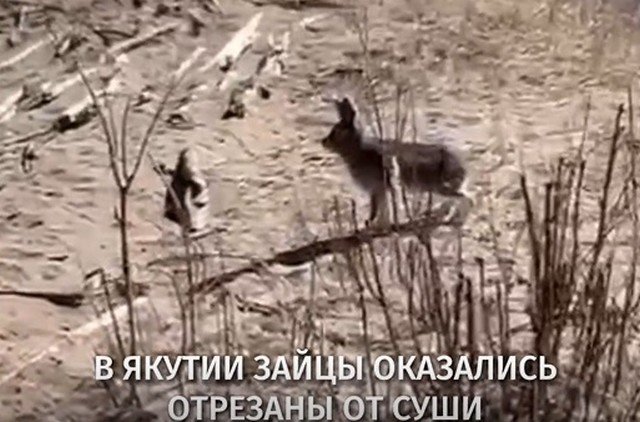 В Якутии неравнодушный дед Мазай спас зайцев
