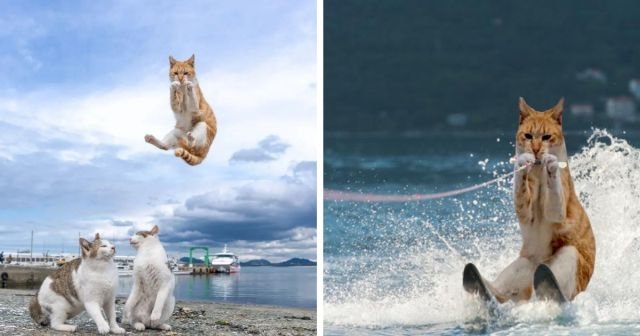 Прыгающий кот
