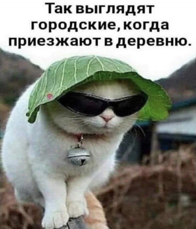 Лучшие шутки и мемы из Сети - 10.06.2022