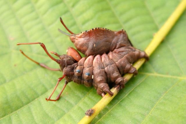 Вилохвост буковый может вырастать до 7 см в длину. Вылупившись из кокона, эта бабочка какое-то время выглядит как муравей или паук