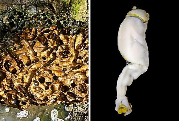 Литоредо — новый вид корабельных червей. Они прорубают в известняке ходы, а вот чем питаются, ученые пока не выяснили