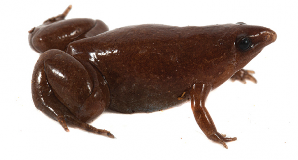 Лягушка-тапир, может, выглядит и не футуристично, зато очень уж напоминает шоколадных лягушек из истории о Гарри Поттере