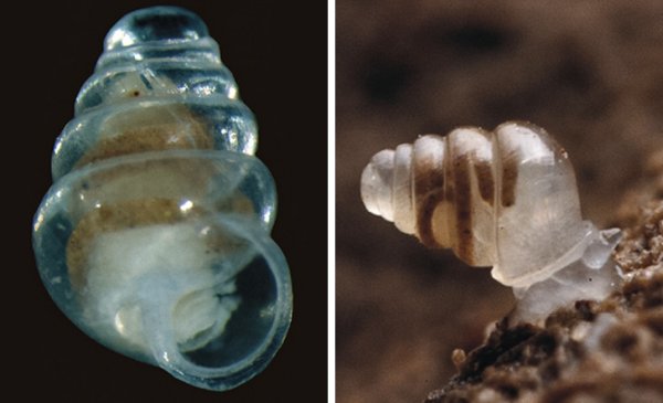 Если вы когда-нибудь интересовались, как выглядит улитка внутри, то вот вам пример с прозрачной раковиной — Zospeum tholussum
