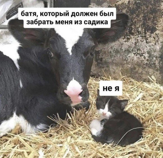 Лучшие шутки и мемы из Сети - 16.06.2022