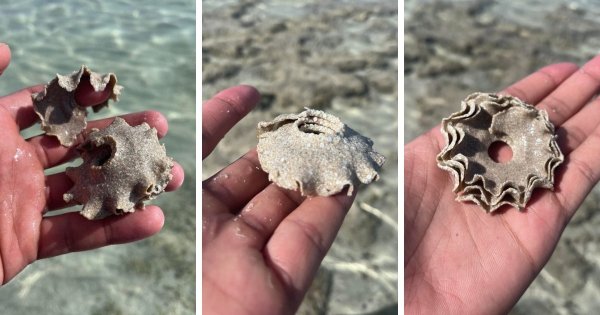 Найдено в Красном море на побережье Египта. Сделано из песка, встречается на мелководье и легко разваливается