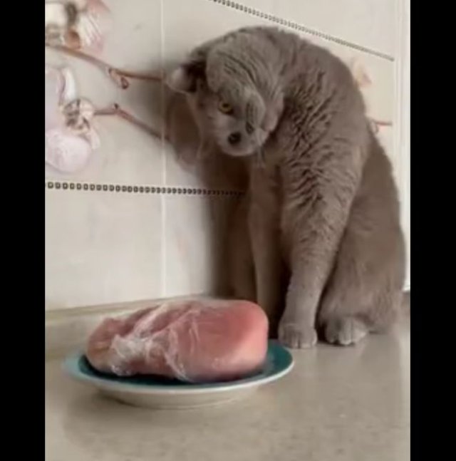 Милый кот и целый кусок мяса