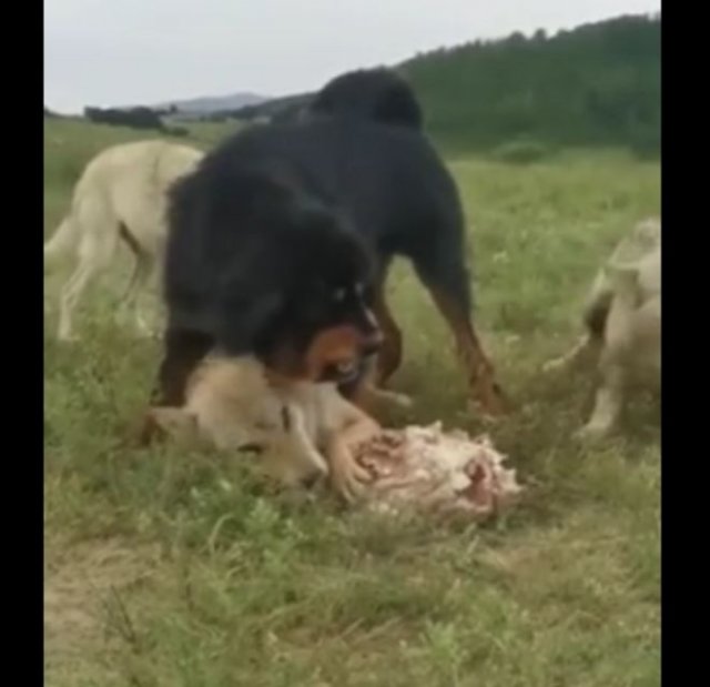 Пес защищает волка, чтобы тот смог поесть