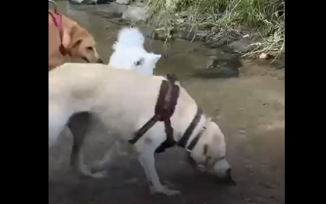Не самый умный пес, который решил потягаться с крабом
